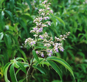 Nirgundi